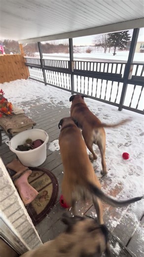 Enjoying Park Adventures with English Mastiffs