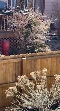 Bringing smiles ❤ | Rumble Dogs