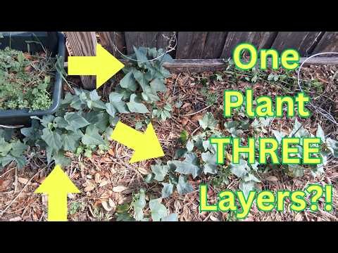7 Layers of Permaculture: Real Planted Examples for Your Yard | Suburban Life Permaculture