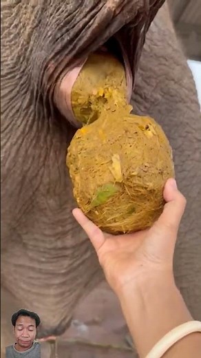 Elephant poop 💩 😅 #Elephant #shorts