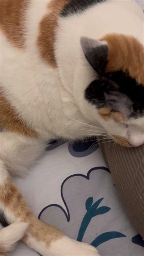 Gattina Morfea #shorts #adoreble #sleep #catlove #cute #sopramiagamba