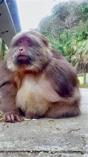 Xingxing is waiting for its watermelon. #monkey #animal #cute #funny #fyp