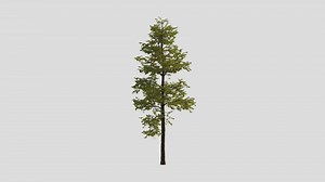 Realistic tree - Buy Royalty Free 3D model by Krishu (@manoj44)
