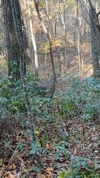 I see you (opening day, muzzleloading