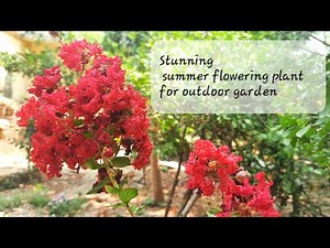#Lagerstroemia indica, Stunning red color flowering plant for summer outdoor garden.