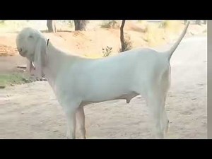 Sexual reproduction in human/mating process/hotvideo2025