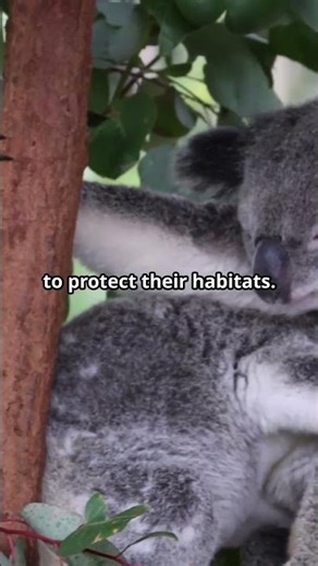 May 3rd is International Wild Koala Day!