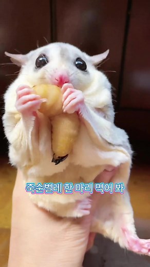 죽순벌레 한 마리 먹어 봐#슈가글라이더 #반려동물 #특별한 #해바라기