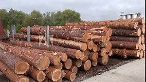 Round timber logs preparation sorting processing at sawmill. Wheel loader and automatic sorting logs diameter at the sawmill. Sawn trees from the forest. Logging timber wood industry. Stock Video