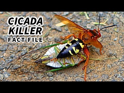 Cicada Killer Wasp Facts: they EAT cicadas | Animal Fact Files