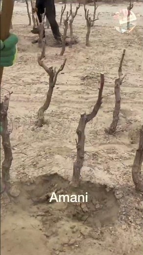 Vineyard | Grape Vine Transplanting Process