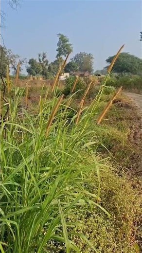 Napier grass,Elephant grass, Uganda grass Botanical name: Cenchrus purpureus Family: Poaceae #nature