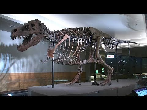Sue the T. Rex undergoes CT scan at Field Museum