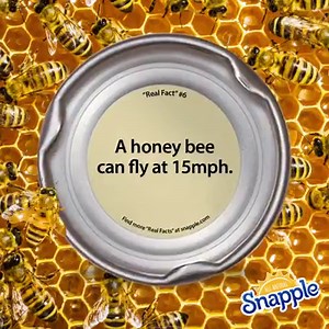 123K views · 906 reactions |  How fast can you drink your favorite Snapple flavor? ... | Snapple | Facebook