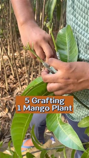 5 Grafting 1 Mango Plant. #youtubeshorts #shorts #grafting #multiplegrafting #indian_nursery_tips