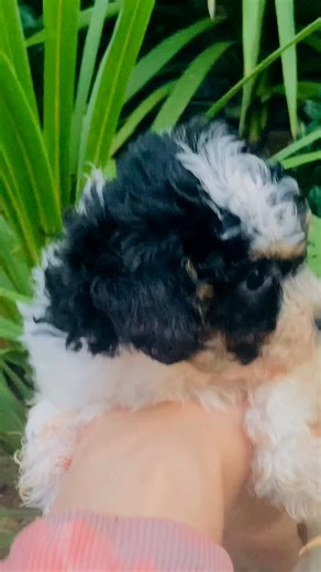 Sometimes things just do not go to plan. This little cavapoo girl has been reserved since she was just a couple of days old. We have shared her journey. Watched her grow. Loved her every step of the way and fully expected her to be heading off to her forever home. Unfortunately due to unforeseen personal circumstances her new family have had to make the very difficult decision to step back. It was not taken lightly and we completely understand. So this beautiful little princess is still with us.