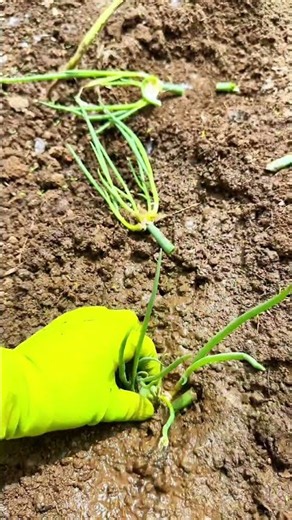 ​🧅🌱 Harvesting and Planting Egyptian Walking Onion Bulblets #shorts