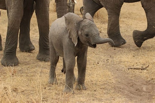 Funny Baby Elephant Startles Himself With a Sneeze [VIDEO]
