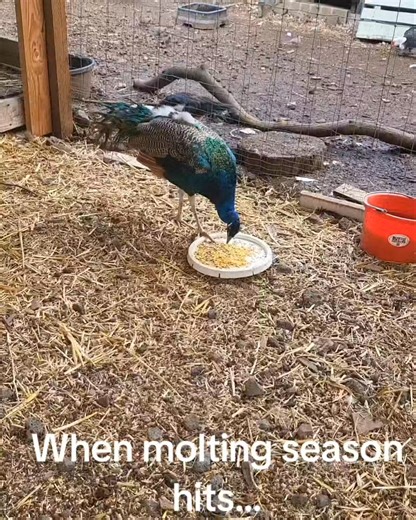 Our handsome Kaui is going au naturel!  He’s in the middle of his yearly molt, which means no tail feathers, no crown — and yes, a slightly “bald” look for now. But don’t worry — those majestic feathers will be back in full fan-tastic glory soon! #NaupakaFarm #KauiThePeacock #PeacockMolt #FeatherlessFashion #MoltingSeason | Naupaka Farm | Facebook