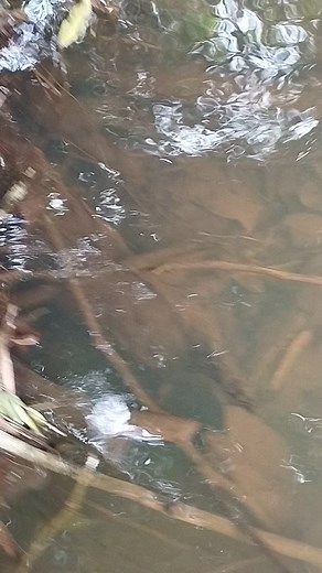 Videos de ꧁Alberto Moreno꧂ (@albertomoreno816) con “sonido original - ꧁Alberto Moreno꧂”