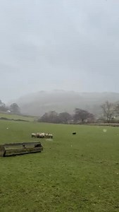 MORE HOMEWORK FOR GANDALF! Another look behind the scenes at the kind of work that goes into training young sheepdogs – often in the least glamorous of weather conditions! And here up in the driving snow in Cumbria, NW England, our Cathy is working on the basics of ‘shedding’ with Gandalf; splitting off one or more selected sheep from a flock. It is a vital skill for any sheepdog to learn. And Gandalf seems to be doing pretty well. ©Collieology 2026 Video ©Georgina Milne | Collieology