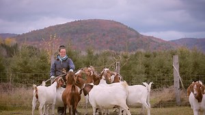 La chèvrerie Barbe Bouc | Les gourmands | ICI Radio-Canada.ca