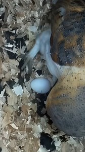 110K views · 3.3K reactions | Barn Owl shows her 1st egg of the season! #nature #birdwatching #wildlife #nestbox #barnowl #owl #livecam #spring #nestboxlive | Nest Box Live | Facebook
