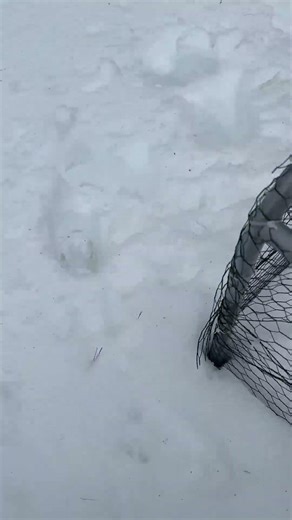 Side effects of high snow load: predators come from different areas.