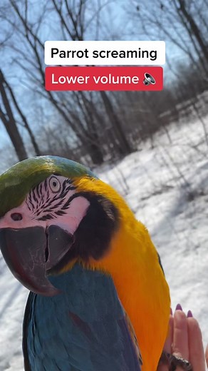 I know I’m weird but I love his scream 😅🤦🏼‍♀️ . . . #parrot #screaming #macaw #ara #sound #loud #cute #gatekeep #trending #funny #voice #wild #exotic #pet #handsome #freeflightedparrot