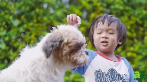 Havanese vs. Shih Tzu: Which Toy Breed is Right for You?