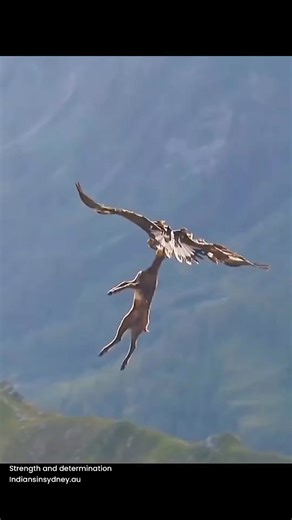 5.2K views · 28 reactions | Check out this incredible video of an eagle carrying a deer in the air. It’s a powerful reminder that even the seemingly impossible can be achieved with strength and determination. 礪歷 #NatureLessons #StrengthAndDetermination #Indians #beconnected #shareus #keepspreadinghappiness #Indiansinaustralia #Indiancommunity #likeus #IndiansinNSW #Indiansinsydney | Indians in Sydney | Facebook