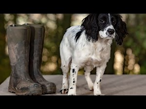Managing English Springer Spaniel Barking Behavior