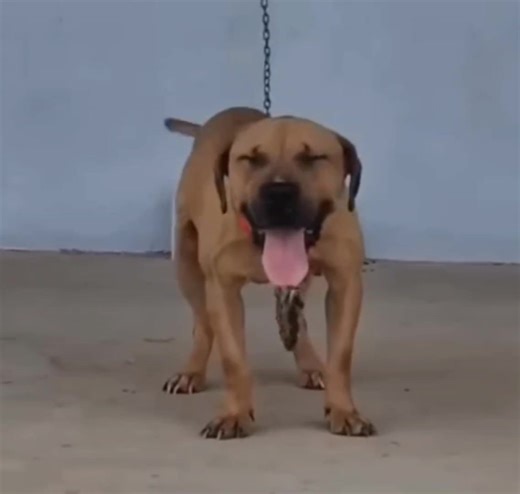 21K views · 1.7K reactions | APBT | TOP APBT WORLD | Facebook