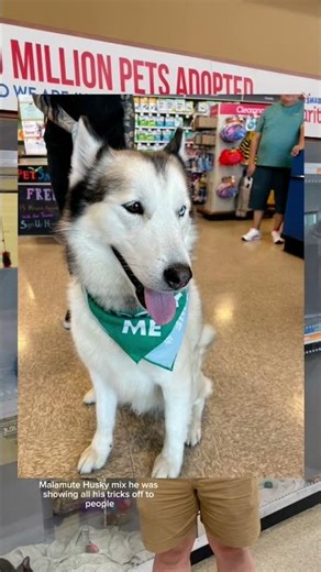 Our Associate, Shayne, found his best friend at a ‪@PetSmartCharitiesInc‬ adoption event ❤️