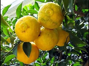 Yuzu Fruit & its health Benefits