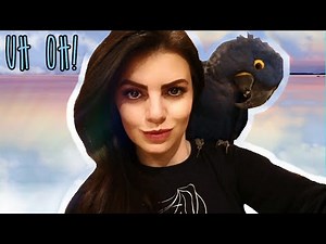 I GOT A HYACINTH MACAW!