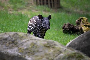 Première sortie pour Jaya, bébé tapir malais née dans la nuit du 24 au 25 avril. Elle a fait ses premiers pas dans la plaine sous le regard attentif de sa maman. Pas farouche, elle saute dans le “grand bain” ! 😍 📍 Plaine asiatique | Zoo de Beauval