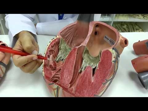 Coração - parte 3: Valvas cardíacas e morfologia interna