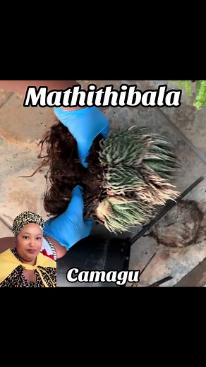 #mathithibala #🌱 #🪴 #mithi #umuthi #africantiktok #herbs #herbalplants #❤️ #blessed #bless #blessings ##prayer #powerofprayer #power #grace #peace #love #prosperity #ftp #fyp #foryou #CapCut #❤️ #happiness #☺️ #love #self #selflove #selfgrowth #strength #power #willpower #newfollowers #followers #followme #blow #blowup #blowthisup #tiktokblowthisup #tiktoksouthafrica #tiktoklove #healingtiktok #healersoftiktok #healing #SAMA28 #2023 #wemove #gogomadineo #gogomadineodiaries #thokozagogo #thokoz