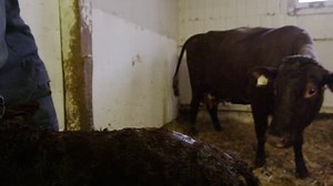 Newborn Baby Cow Being Bottle Fed Stock Footage Video (100% Royalty-free) 9481130 | Shutterstock