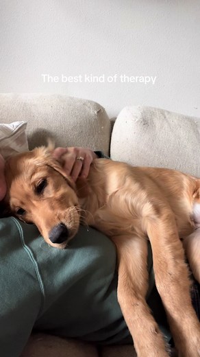 I’ve only ever had boy dogs and someone once told me girl dogs aren’t as cuddly, but that has definitely not been the case. #goldenretriever #dogsoftiktok #puppy #fyp #snuggles