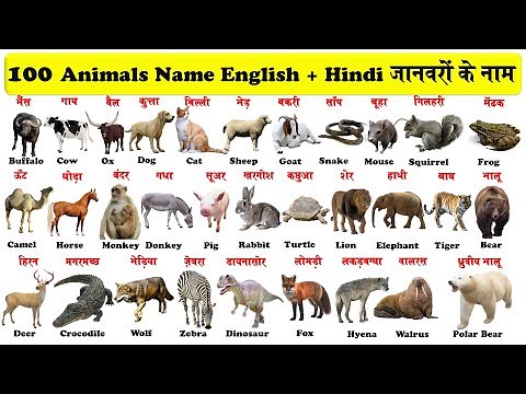 100 animals name in english and hindi with Pictures | 100 जानवरों के नाम हिन्दी और अंग्रेजी में |