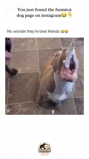 Funny Dogs on Instagram: "Wait for the end😂 Follow (us) @funpetclips for funny daily videos😂🐶 Here’s a simple recipe for chocolate coconut truffles: ### Ingredients: • 1½ cups shredded coconut (plus extra for rolling) • 1 cup sweetened condensed milk • 2 cups semi-sweet chocolate chips • 1 tsp vanilla extract (optional) ### Instructions: 1. **Mix Coconut and Milk**: In a bowl, combine the shredded coconut and sweetened condensed milk. Add vanilla extract if using. Mix until well combined. 2. 