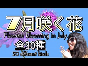 7月に咲く花 全30種ご紹介 Flowers blooming in July. 30 different kinds.
