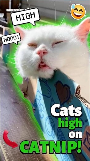 When cats get High 🍀