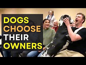 When Dogs Choose Their Humans — Adoption Moments