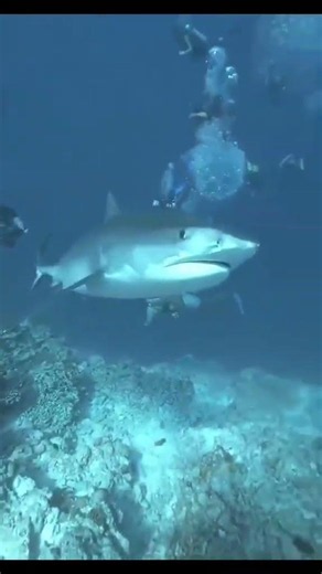 sharks! 🦈