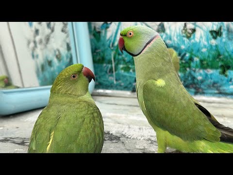 Ringneck Parrot Talking Mummy Papa Mitthu Miyan Mitthu