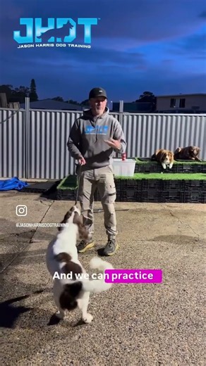 How to use your dogs prey drive in training