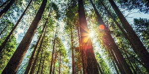 Three ways alternative proteins can protect our forests